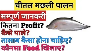 Chital fish farming sampurna jankari (a to z).