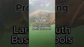 Bass Schooling Behavior Explained #fishing #bassfishing #largemouthbass #fishingtips