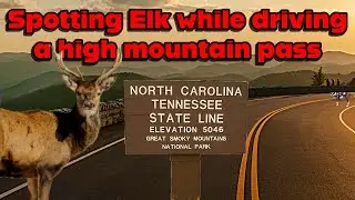 Real-Time Drive Over Newfound Gap (US-441) | Elk Sightings & Smoky Mountain Views!
