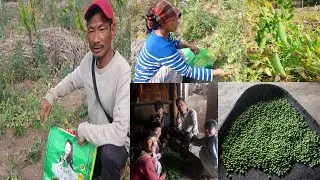 Result about sowing green peas in my field @Wangbapkonyak 