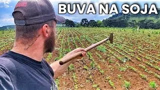 Cortando BUVA na Plantação de SOJA 🌱