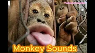 1 Hour of Relaxing Monkey Sounds | Playful Jungle Ambiance for Calm & Focus
