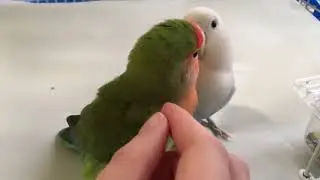 Lovebird pair crooning
