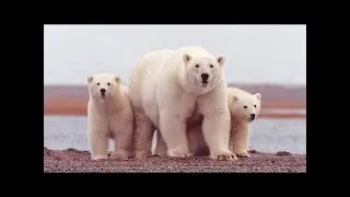 The Most Extreme - Predators