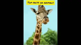Top facts on animals.#factschool.