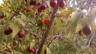 Drenjine Pobori