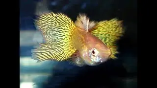 The snakeskin variegated puppy fishes !!!
