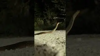 Snakes I find Night Cruising in South Florida ￼