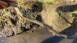 how to set for muskrats where how and when to set for muskrats