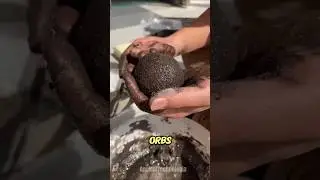Ancient Japanese Technique (dorodango)
