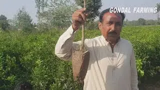 Kinnow Plants For Sale || Kinno Plants ||Citrus Plants||