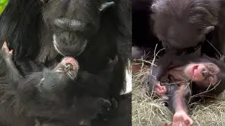 Chimp Mom's First Tickle Makes Baby Giggle!