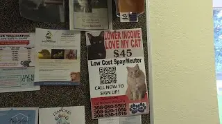 Pawsitive Partners to offer affordable neutering for cats
