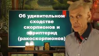 Как древнейшие инсектоиды превращались в скорпионов и ракоскорпионов. Александр Белов 11.02.2026 г.