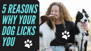 5 reasons why your dog licks your feet #petU