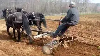 Canadian Horses - Disc Harrowing at Ross Farm Museum