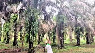 INI TRIK NYA 1 HK DAPAT 2TON 