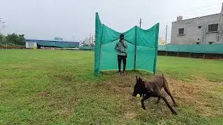 Frontline K9 Force Protection Dog: Ninja, Search and Hold training.