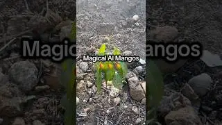 Follow the Mango Part 1 [Using ChatGPT to raise 🥭 | ItsWesSmithYo 🔊🎥]