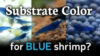 Best Substrate Color for Blue Shrimp
