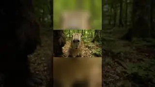G&uuml;nther spricht. 💯🌴 #animals #viralvideo