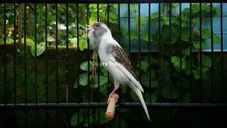The Ultimate Canary Singing Lesson (Guaranteed Results Soon)