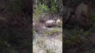 SW FL Gopher Tortoise land dispute