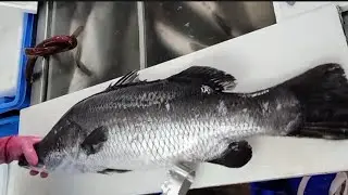 Cool Fish Filleting Compilation Skills | Fish Cutting Skills BARRAMUNDI |Filleting Fish Fast Cekfish