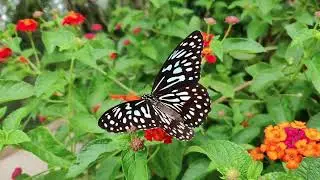 Most Beautiful Butterflies - Butterflies You Will Love To Watch||WILD TIMES