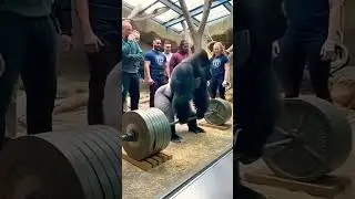 a silverback Gorilla attempts to lift a heavy barbell.#aishortsfunny