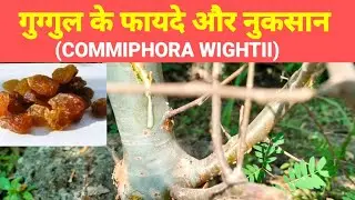 Benefits and Side Effects of Guggul. Guggul benefits and uses. Benefits of commiphora wightii. #g...