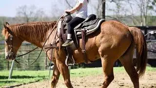 *SOLD* Copper offered by Rafter J Performance Horses