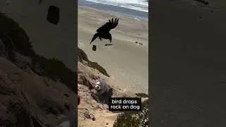 Bird Attacks Dog with a Rock 🐦&zwj;⬛🐶