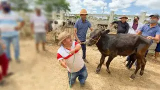 PILILIU COMPRA 16 NUVILHAS NA FEIRA DO GADO EM CAMPINA GRANDE