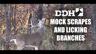 Mock Scrapes, the Most Underrated Deer Hunting Tool | Steve Bartylla @deerhuntingmag
