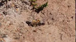 Beewolf (Philanthus triangulum)