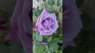 Blue Moon или второе название этой розы Майнцер Фастнахт. Ароматная 💜💜💜