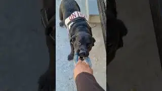 strong dog breed