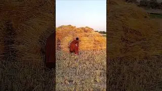 Hunting for real fly crow birds house🐦&zwj;⬛ 🏡