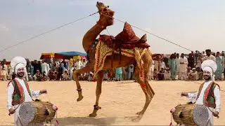 Beautiful Camel dance in Cholistan desert || Mela 304 H-R || Punjab cultural mela