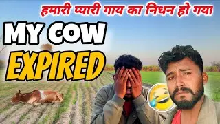 My Cow Passed Away A Sad Day || We Lost Our Cow Today
