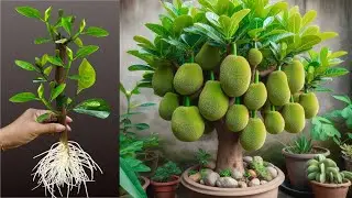 How To Propagate Jackfruit Tree And Orange Tree From Cutting Faster With Aloe Vera And Top 2 Videos