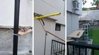 Sugar Glider Obstacle Course