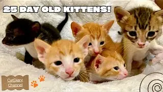25 Day Old Kittens! | 5匹の赤ちゃん猫