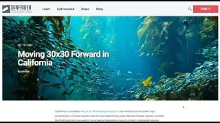 Linking on Nonprofit Website Examples