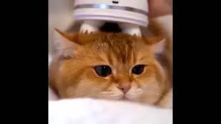 Cute Cat Head Massage  || funny cat video || Try Not To Laugh      #Shorts
