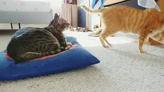 Cats relaxing under sunshine 🐈