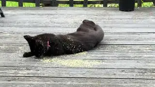 Shadow and ginger play in catnip on the garden #catsvideo 