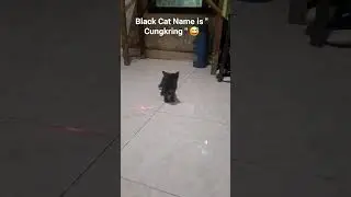 Funny Black Cat is name 
