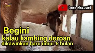 Begini kalau kambing doro umur 6 bulan di kawinkan dan beranak --#lonochanel